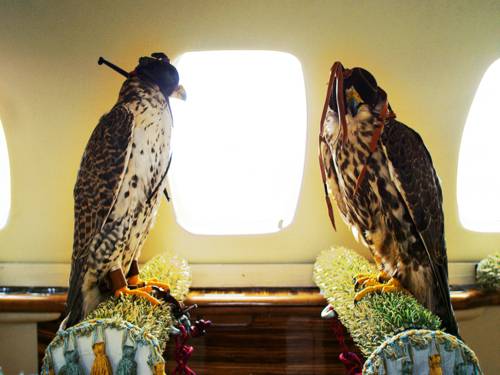 Zu sehen sind zwei Falken, die einander gegenüber auf zwei Stangen sitzen. Die Vögel tragen Scheuklappen.